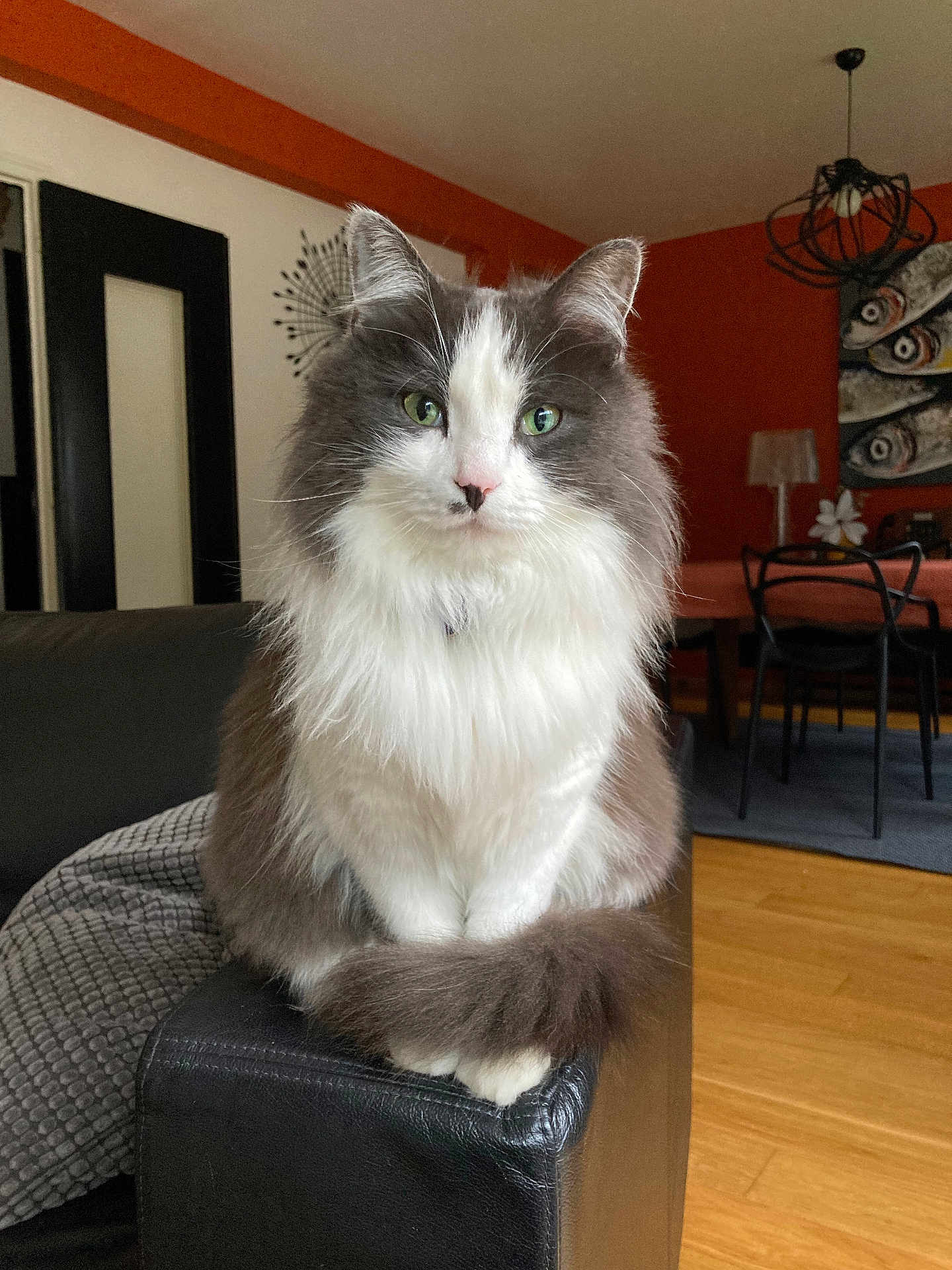 Rey a rejoint le concours — aidez-le/la à gagner de superbes lots ! cat, fluffy_cat, green_eyes, sitting, indoor, living_room, furniture, couch, leather, armrest, orange_wall, wooden_floor, dining_table, chairs, artwork, decor, pet, animal, domestic, cozy