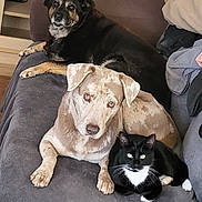 Oréo participe au concours pour gagner de l'argent avec cette photo : dog, cat, pets, couch, living_room, furry, black_dog, brown_dog, tuxedo_cat, relaxing, indoor, animal_group, companionship, laying_down, fur, whiskers, ears, eyes, cozy, home