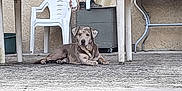 Oréo participe au concours pour gagner de l'argent avec cette photo : dog, lying_down, plastic_chair, table, outdoor, concrete_floor, wall, resting, pet, canine, mottled_coat, furniture, quiet, shade, relaxed, domestic_animal, sidewalk, empty_space, calm, daytime