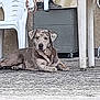 dog, lying_down, plastic_chair, table, outdoor, concrete_floor, wall, resting, pet, canine, mottled_coat, furniture, quiet, shade, relaxed, domestic_animal, sidewalk, empty_space, calm, daytime