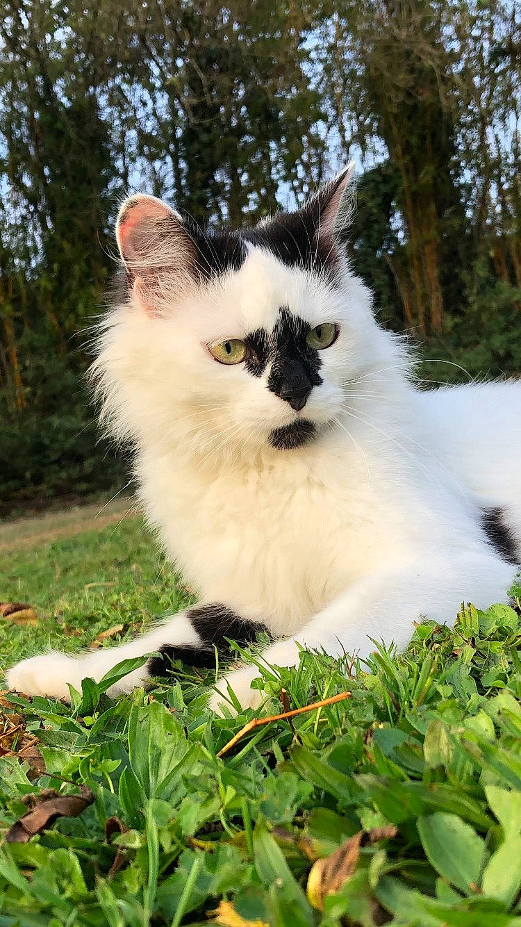 Youmi participe au concours pour gagner de l'argent avec cette photo : carnivore, cat, domestic_short_haired_cat, eye, fawn, felidae, fur, garden, grass, groundcover, herbaceous_plant, iris, plant, small_to_medium_sized_cats, snout, tail, terrestrial_animal, tree, vehicle_registration_plate, whiskers