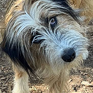 Vicky participe au concours pour gagner de l'argent avec cette photo : black_fur, brown_fur, canine, close_up, dirt_ground, dog, expressive_eyes, fur, leaves, long_hair, looking_up, mixed_color, nose, outdoor, paw, pet, portrait, scruffy, whimsical, white_fur