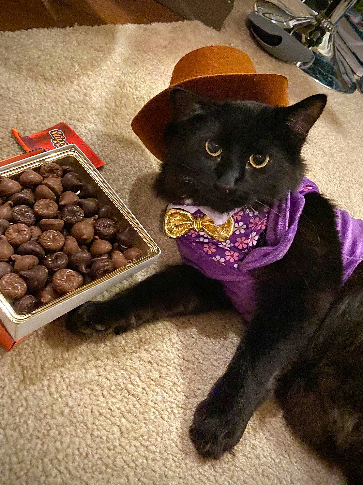 Chip is registered to the contest to win money with this photo: black_cat, bombay, carnivore, cat, chocolate, cuisine, domestic_short_haired_cat, fashion_accessory, felidae, finger_food, food, fur, hat, ingredient, natural_foods, small_to_medium_sized_cats, sweetness, tail, vegetable, whiskers