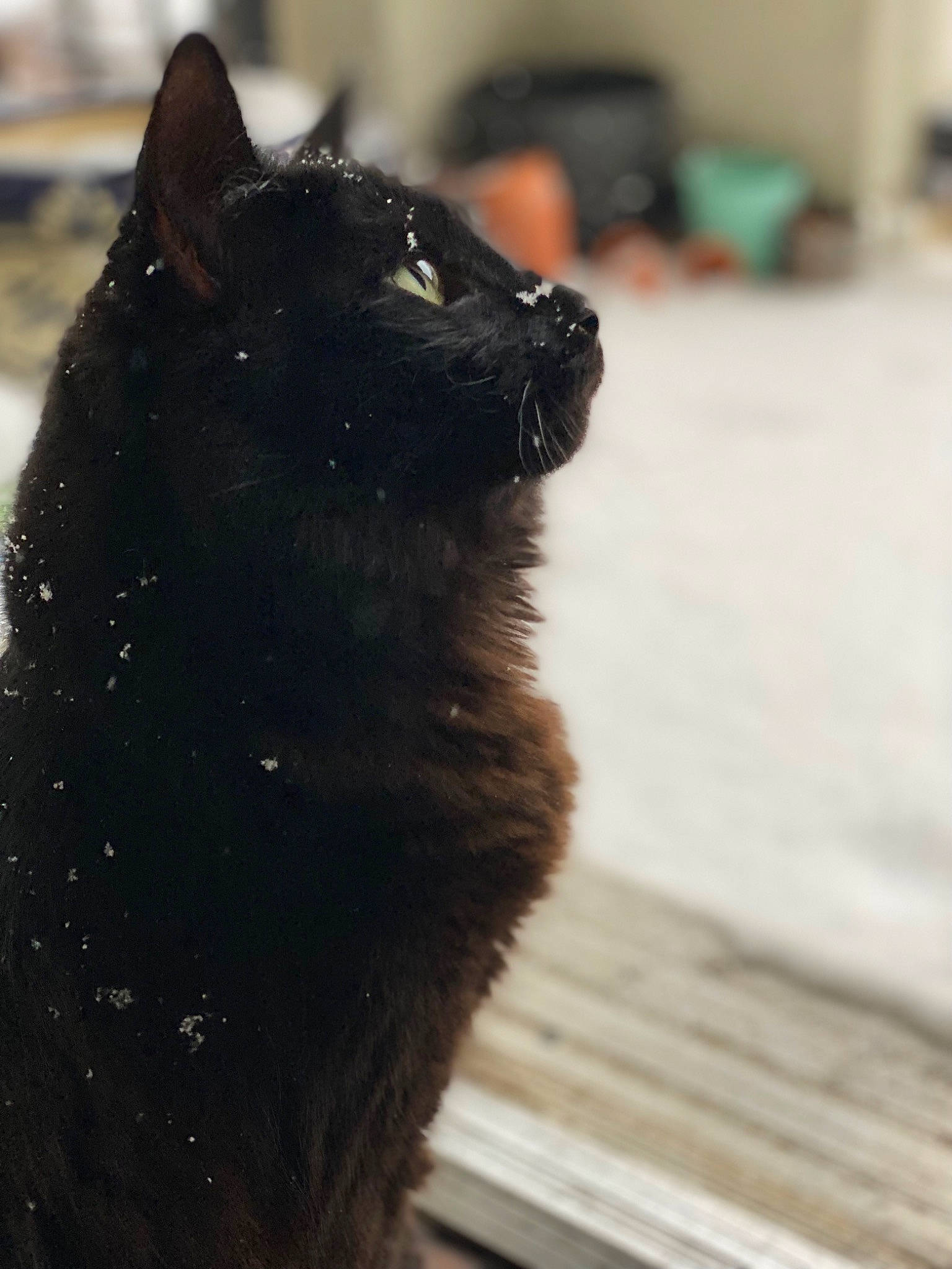 Chip is registered to the contest to win money with this photo: black_cat, bombay, carnivore, cat, claw, domestic_short_haired_cat, eye, felidae, fur, hair, human_body, small_to_medium_sized_cats, snout, tail, terrestrial_animal, tree, whiskers, wildlife, window, wood