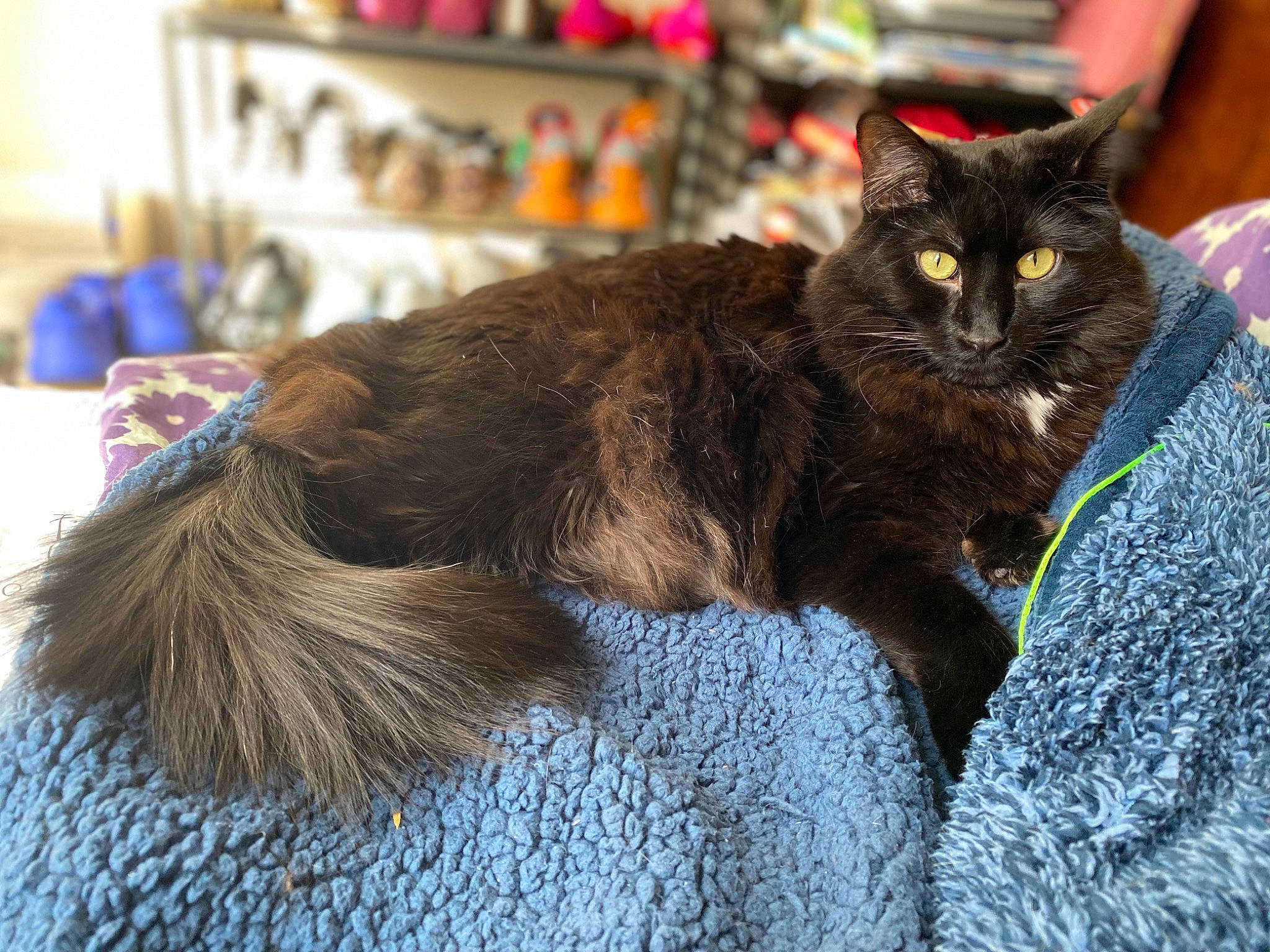 Chip joined the competition — help win amazing prizes! black_cat, bombay, carnivore, cat, claw, domestic_short_haired_cat, felidae, fur, shelf, sitting, small_to_medium_sized_cats, snout, tail, terrestrial_animal, whiskers