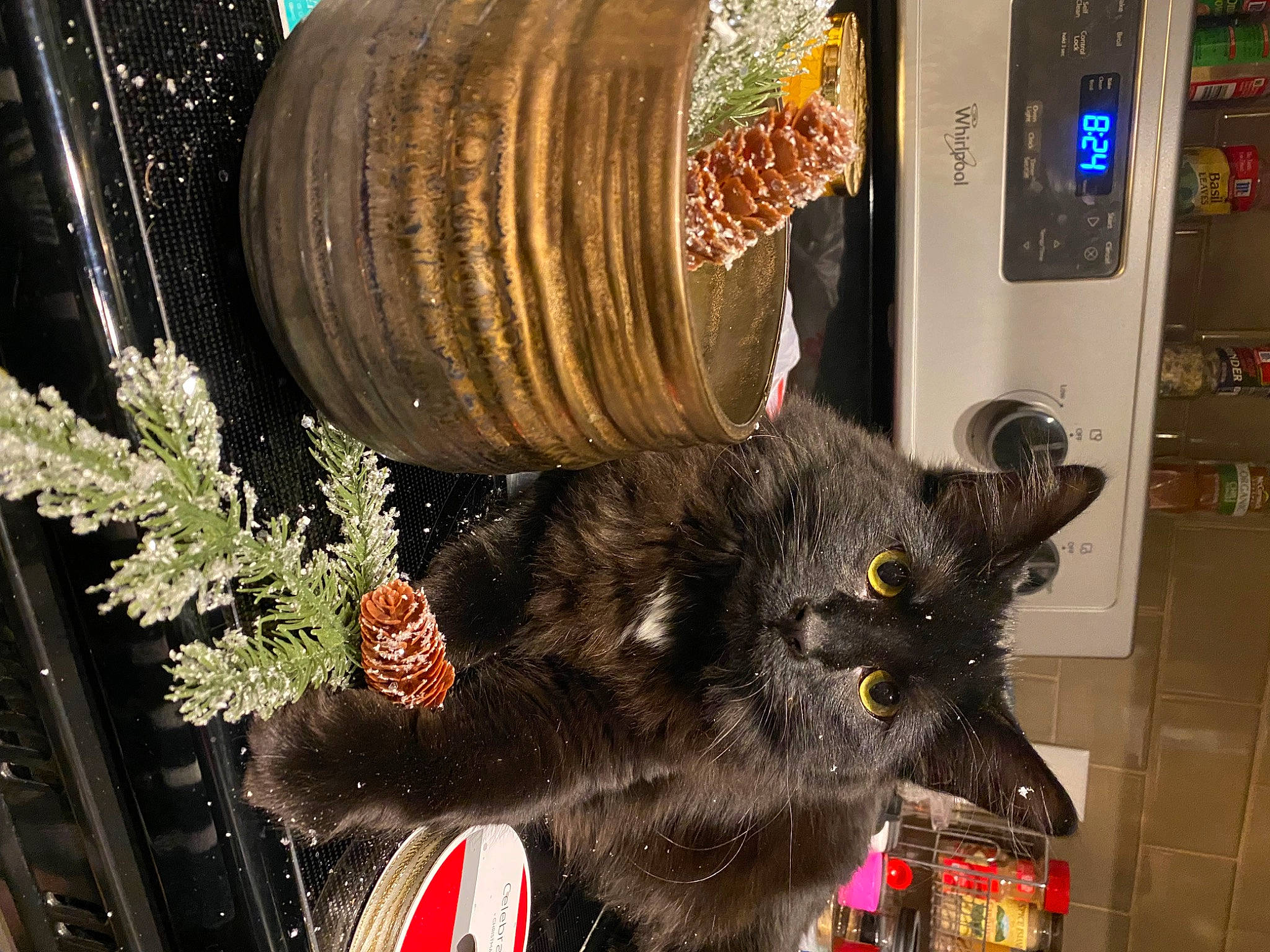 Chip is registered to the contest to win money with this photo: automotive_tire, barrel, black_cat, carnivore, cat, domestic_short_haired_cat, fashion_accessory, felidae, fur, machine, plant, room, small_to_medium_sized_cats, snapshot, tail, tire, toy, tree, wheel, whiskers