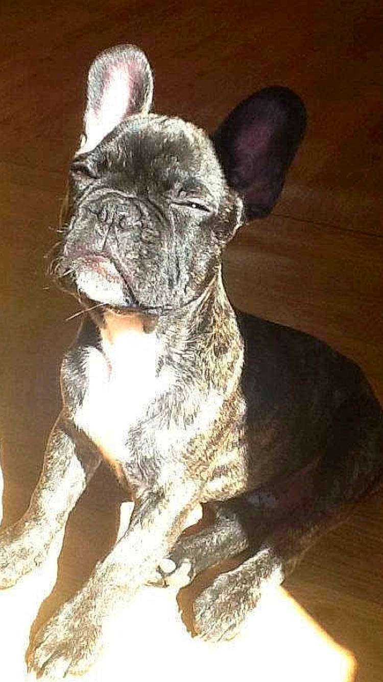 Herko participe au concours pour gagner de l'argent avec cette photo : boston_terrier, bulldog, canidae, carnivore, companion_dog, dog, dog_breed, ear, fawn, french_bulldog, mammal, molosser, non_sporting_group, olde_english_bulldogge, rare_breed_dog, snout, toy_bulldog, vertebrate, whiskers