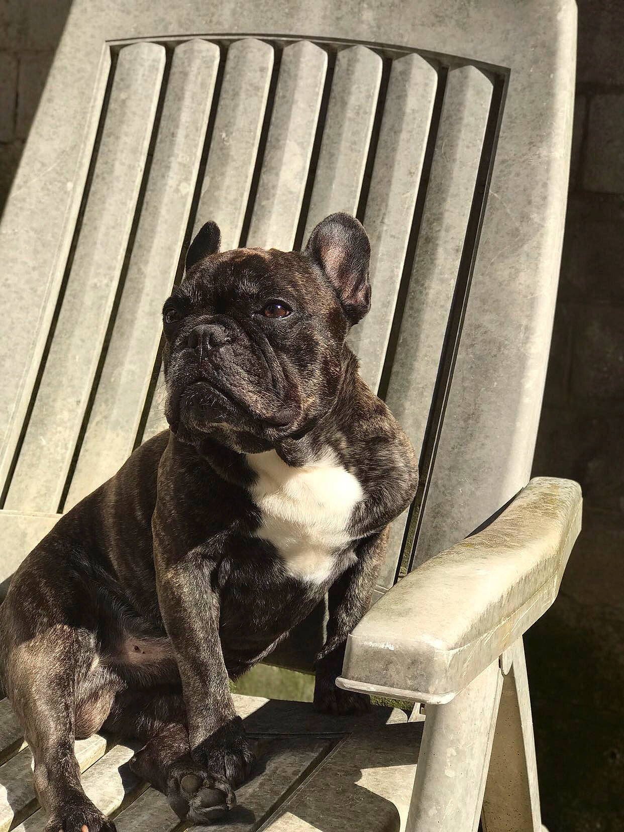 Herko a rejoint le concours — aidez-le/la à gagner de superbes lots ! american_bulldog, australian_bulldog, bulldog, canidae, carnivore, chair, companion_dog, dog, dog_breed, fawn, french_bulldog, mammal, molosser, non_sporting_group, old_english_bulldog, olde_english_bulldogge, rare_breed_dog, renascence_bulldogge, snout, toy_bulldog