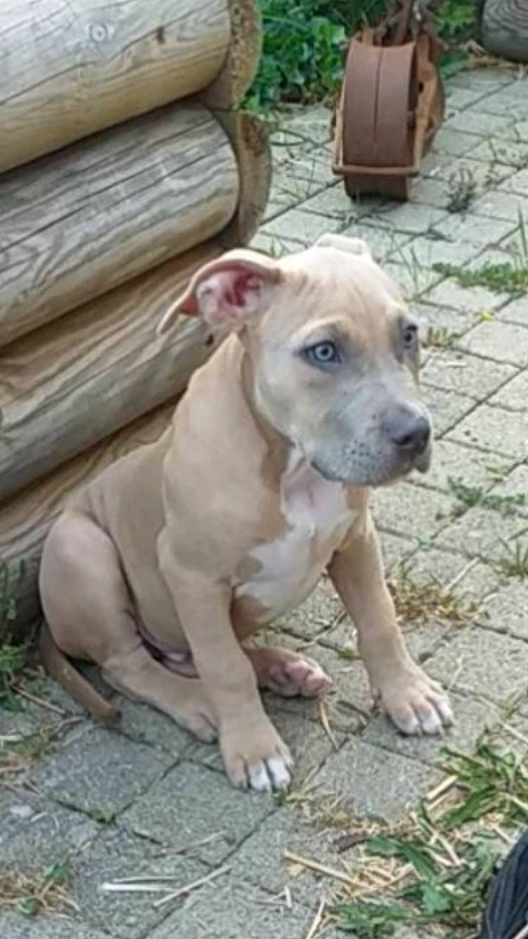 Dyson participe au concours pour gagner de l'argent avec cette photo : american_pit_bull_terrier, american_staffordshire_terrier, bully_kutta, canidae, carnivore, catahoula_bulldog, dog, dog_breed, fawn, mammal, non_sporting_group, pit_bull, street_dog, vertebrate