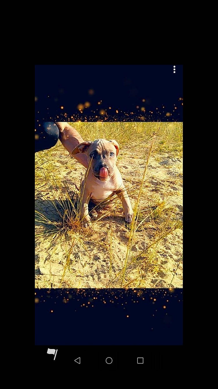 Dyson participe au concours pour gagner de l'argent avec cette photo : american_bulldog, american_pit_bull_terrier, american_staffordshire_terrier, bulldog, canidae, carnivore, dog, dog_breed, fawn, non_sporting_group, photo_caption, photography, pit_bull, sky, sporting_group, weimaraner