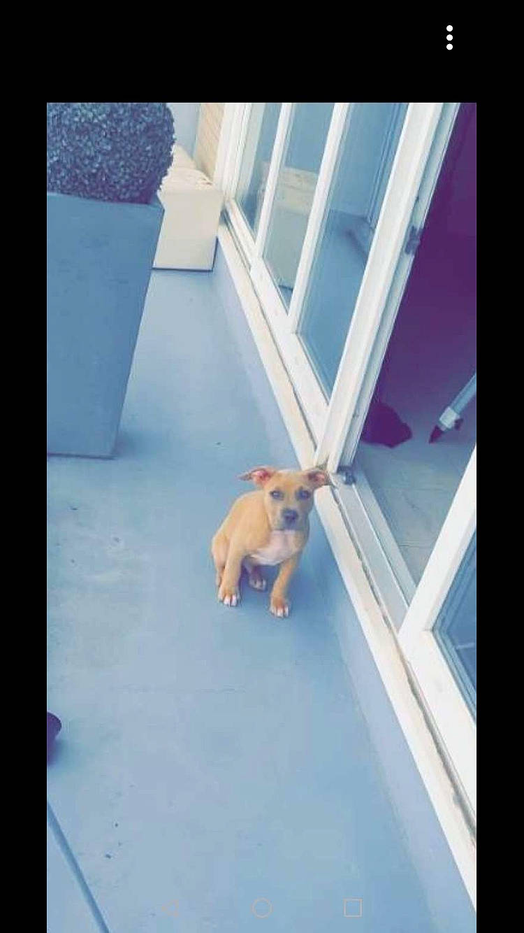 Dyson participe au concours pour gagner de l'argent avec cette photo : canidae, carnivore, companion_dog, dog, dog_breed, fawn, french_bulldog, labrador_retriever, mammal, non_sporting_group, puggle, puppy, snapshot, sporting_group, tail