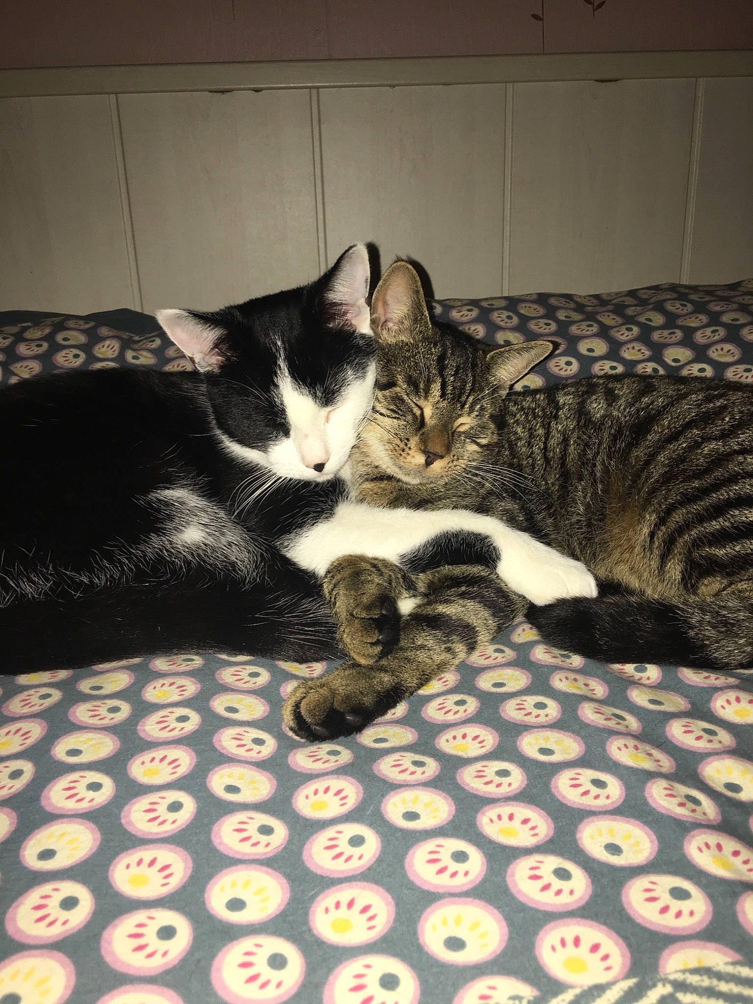 Yang Et Tigrou participe au concours pour gagner de l'argent avec cette photo : carnivoran, cat, cat_like_mammal, domestic_short_haired_cat, european_shorthair, fauna, fur, kitten, mammal, person, small_to_medium_sized_cats, snout, tabby_cat, whiskers