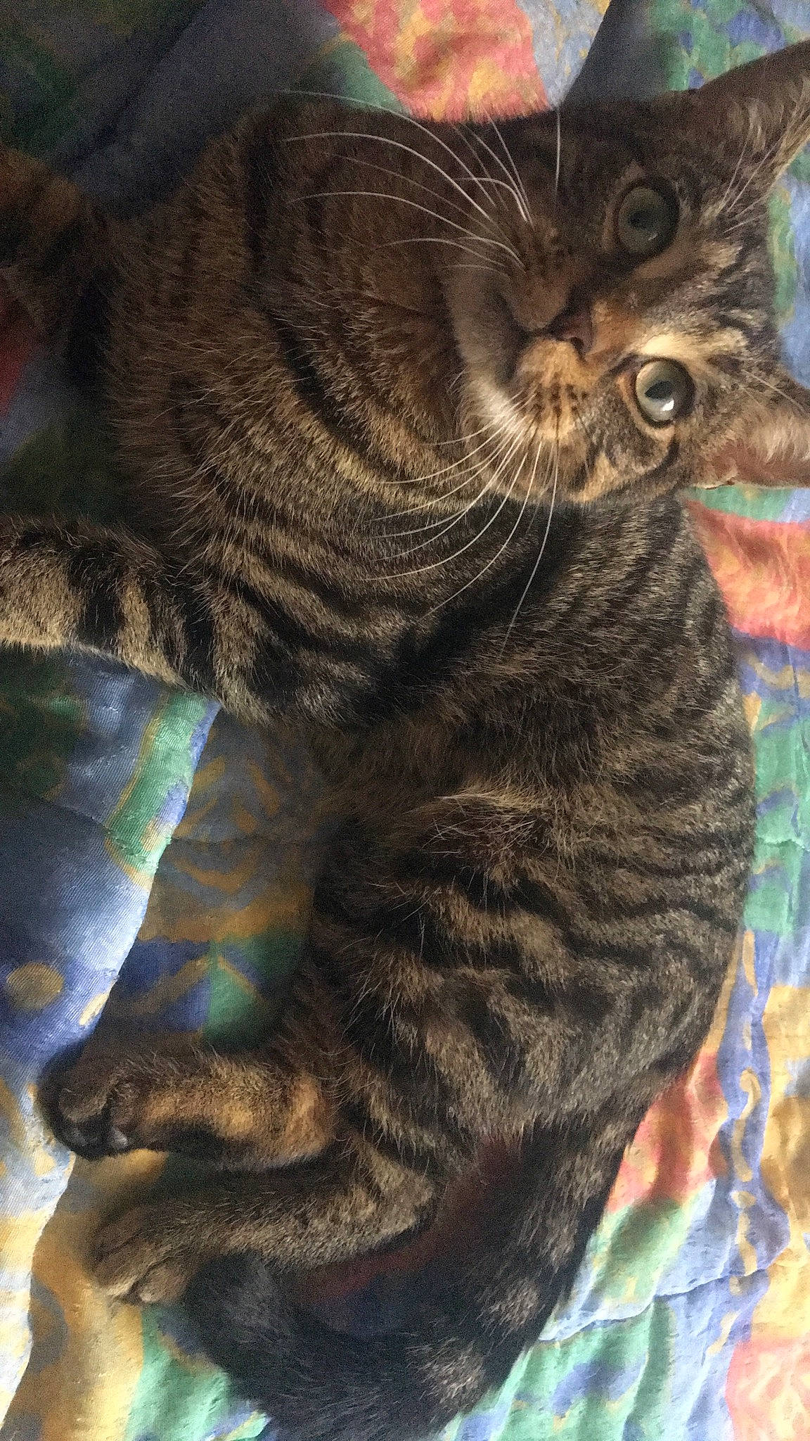 Tigrou Et Luna  participe au concours pour gagner de l'argent avec cette photo : asian, california_spangled, carnivoran, cat, cat_like_mammal, chartreux, domestic_short_haired_cat, dragon_li, european_shorthair, fauna, fur, mammal, pixie_bob, small_to_medium_sized_cats, snout, tabby_cat, toyger, whiskers