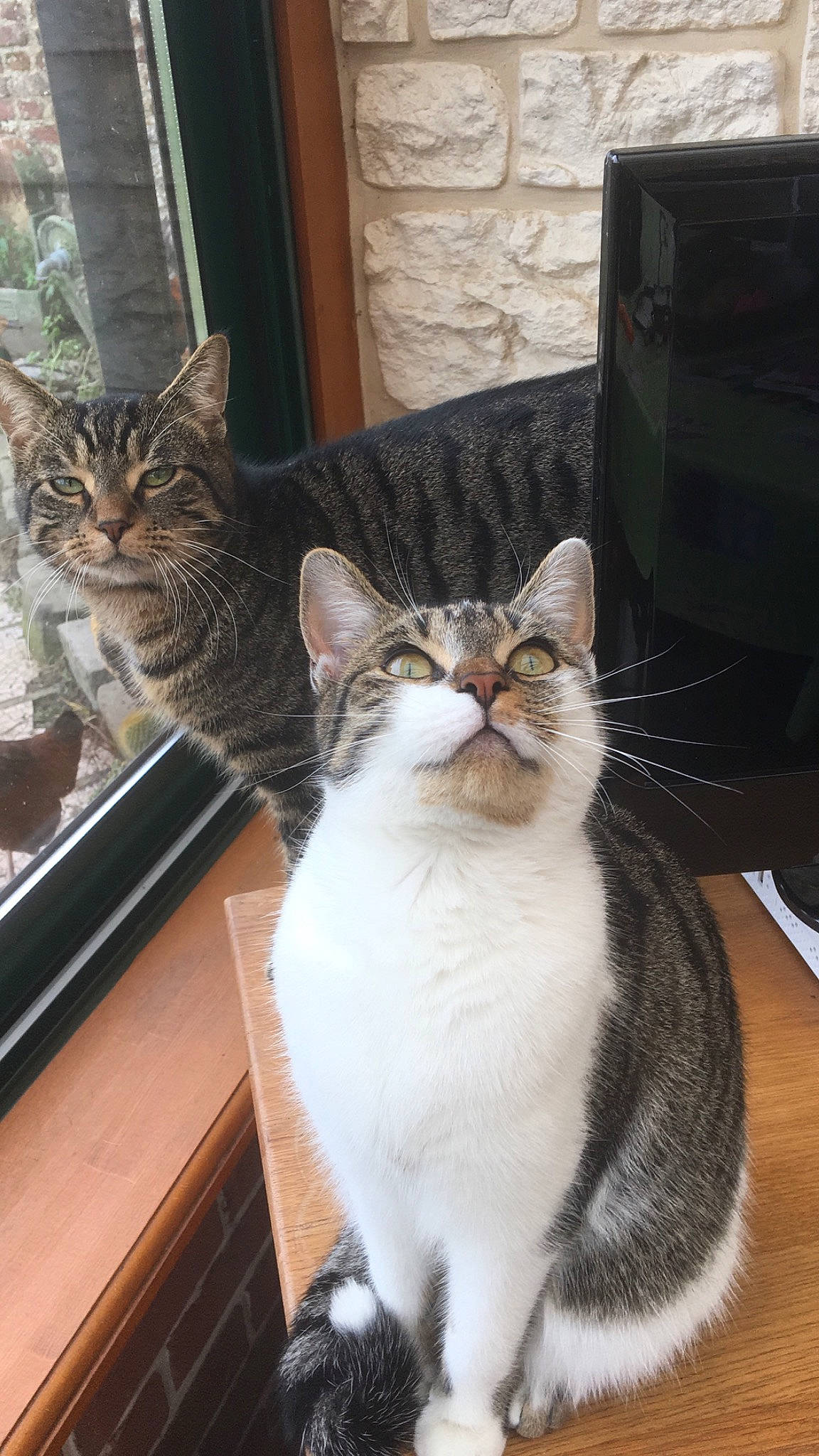Tigrou Et Luna  participe au concours pour gagner de l'argent avec cette photo : aegean_cat, cat, cat_like_mammal, domestic_short_haired_cat, european_shorthair, fauna, fur, kitten, small_to_medium_sized_cats, snout, whiskers