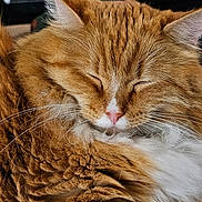 Precious is registered to the contest to win money with this photo: cat, close_up, closed_eyes, cozy, domestic_pet, ears, feline, fluffy, fur_texture, ginger_cat, indoor, long_haired, mammal, orange_color, pink_nose, portrait, resting, sleeping, soft_lighting, whiskers