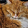 cat, close_up, closed_eyes, cozy, domestic_pet, ears, feline, fluffy, fur_texture, ginger_cat, indoor, long_haired, mammal, orange_color, pink_nose, portrait, resting, sleeping, soft_lighting, whiskers