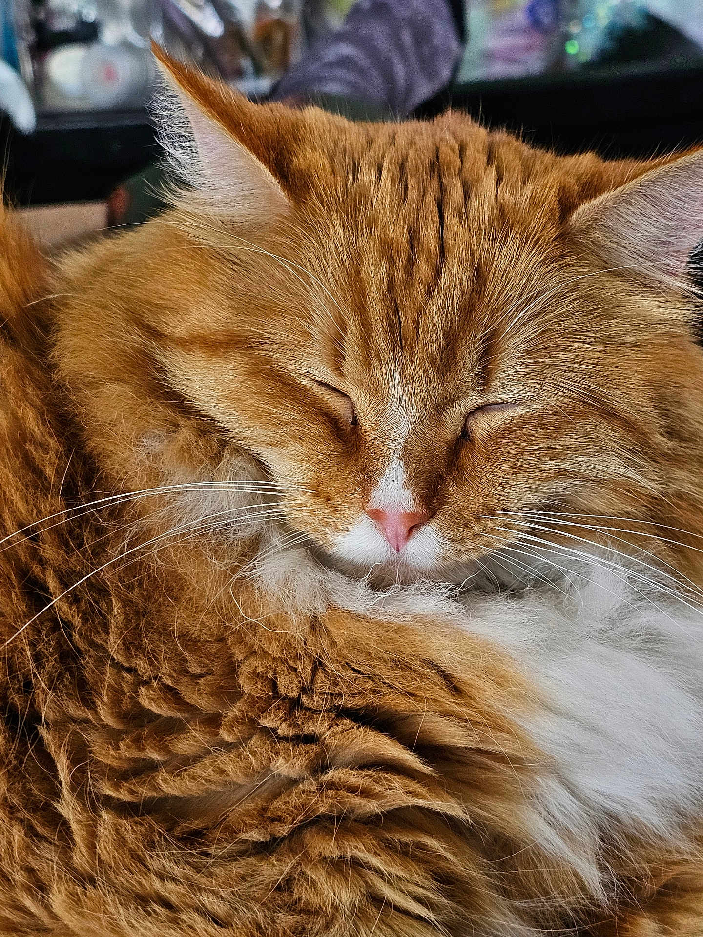 Precious is registered to the contest to win money with this photo: cat, close_up, closed_eyes, cozy, domestic_pet, ears, feline, fluffy, fur_texture, ginger_cat, indoor, long_haired, mammal, orange_color, pink_nose, portrait, resting, sleeping, soft_lighting, whiskers