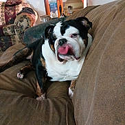 Gunner joined the competition — help win amazing prizes! dog, bulldog, pet, animal, black_and_white, brown, white, wrinkled_face, tongue, lying_down, relaxed, sleepy, couch, sofa, cushion, living_room, indoor, lamp, floral_chair, portrait