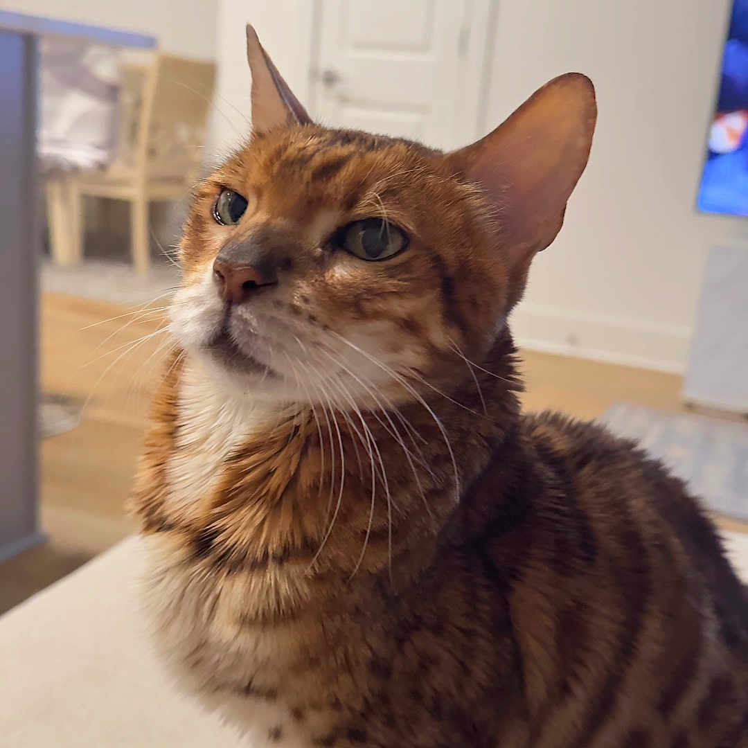 Simba