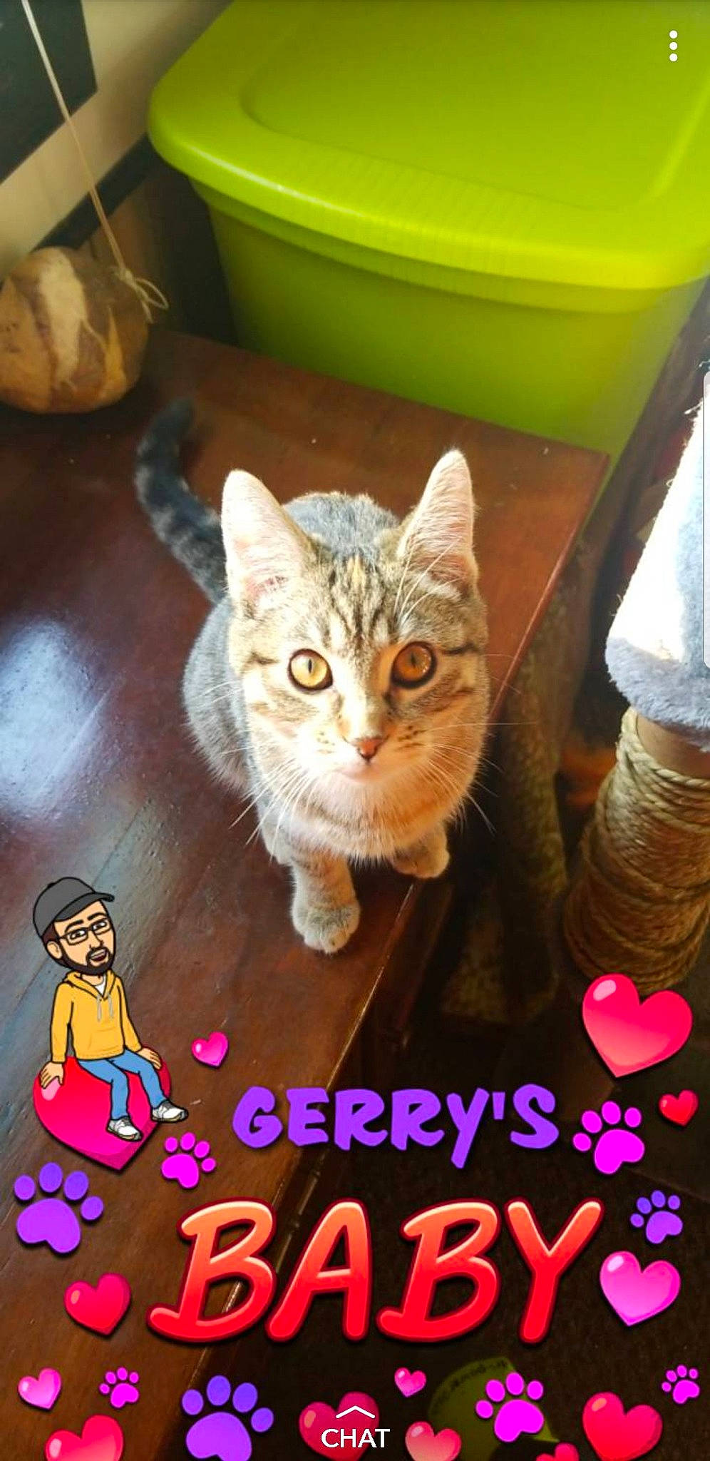 Flame joined the competition — help win amazing prizes! asian, california_spangled, carnivore, cat, domestic_short_haired_cat, european_shorthair, felidae, headwear, kitten, person, photo_caption, photography, polydactyl_cat, small_to_medium_sized_cats, tabby_cat, whiskers