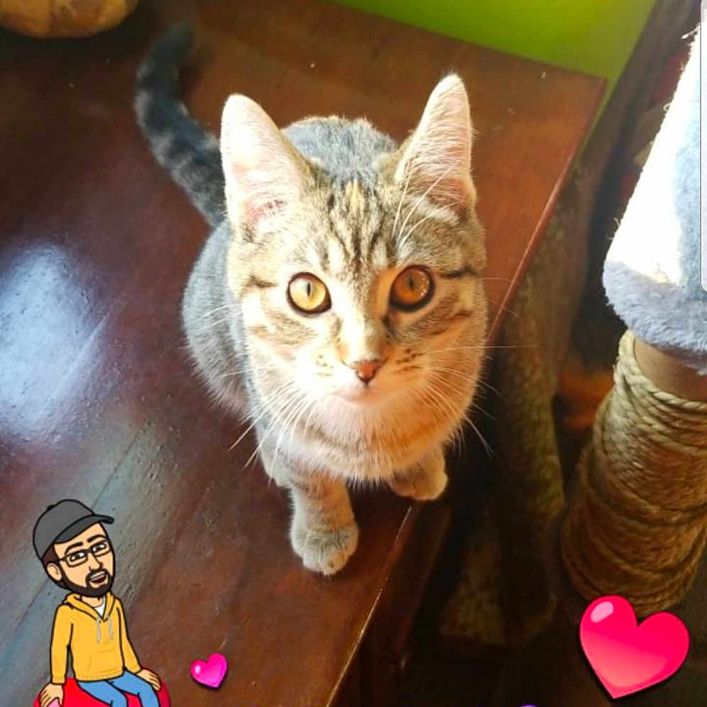 Flame joined the competition — help win amazing prizes! asian, california_spangled, carnivore, cat, domestic_short_haired_cat, european_shorthair, felidae, headwear, kitten, person, photo_caption, photography, polydactyl_cat, small_to_medium_sized_cats, tabby_cat, whiskers