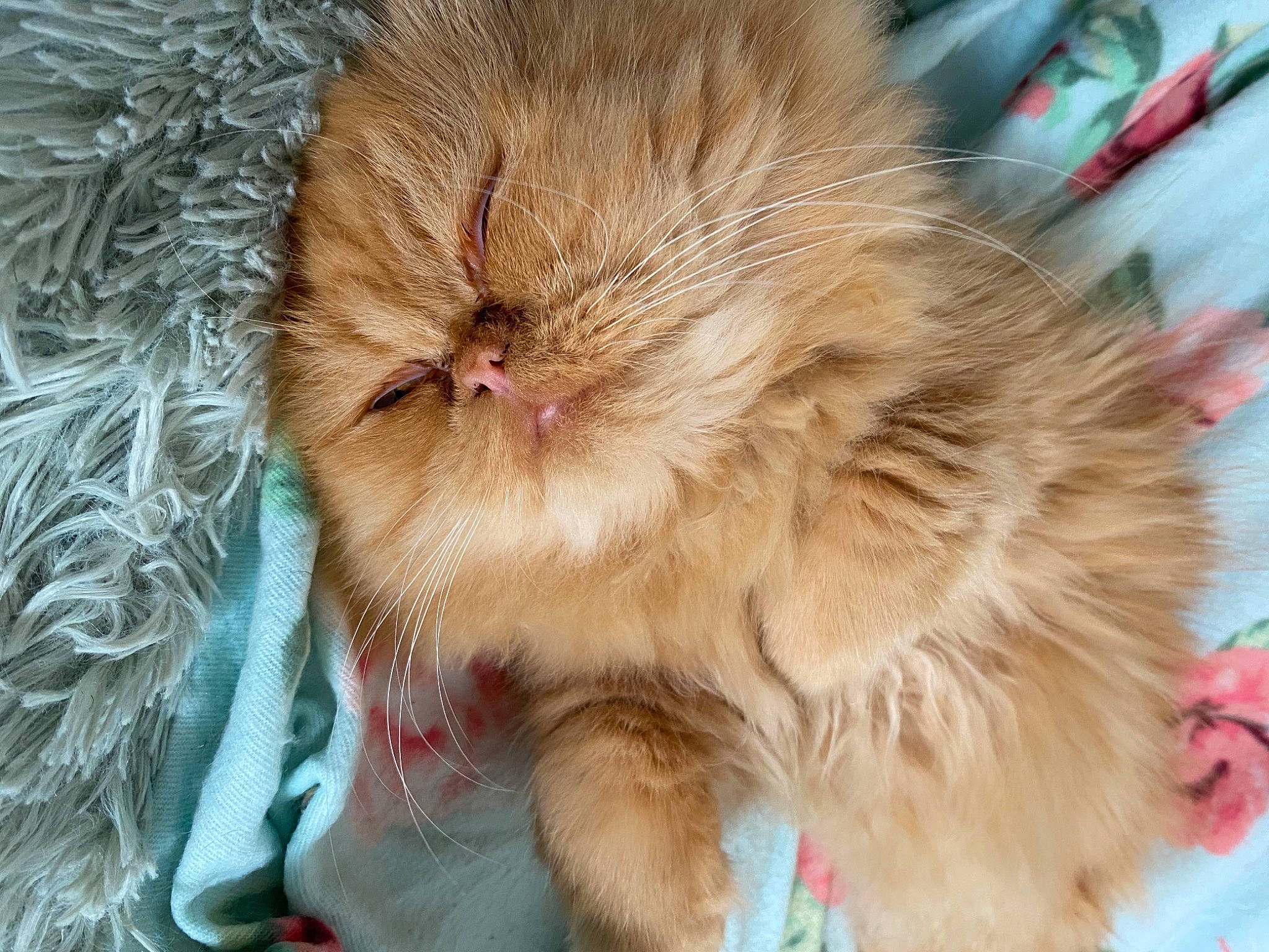 Citrouille a rejoint le concours — aidez-le/la à gagner de superbes lots ! british_longhair, canidae, carnivore, cat, claw, close_up, comfort, companion_dog, fawn, felidae, fur, nap, paw, persian, ragdoll, small_to_medium_sized_cats, snout, tail, terrestrial_animal, whiskers