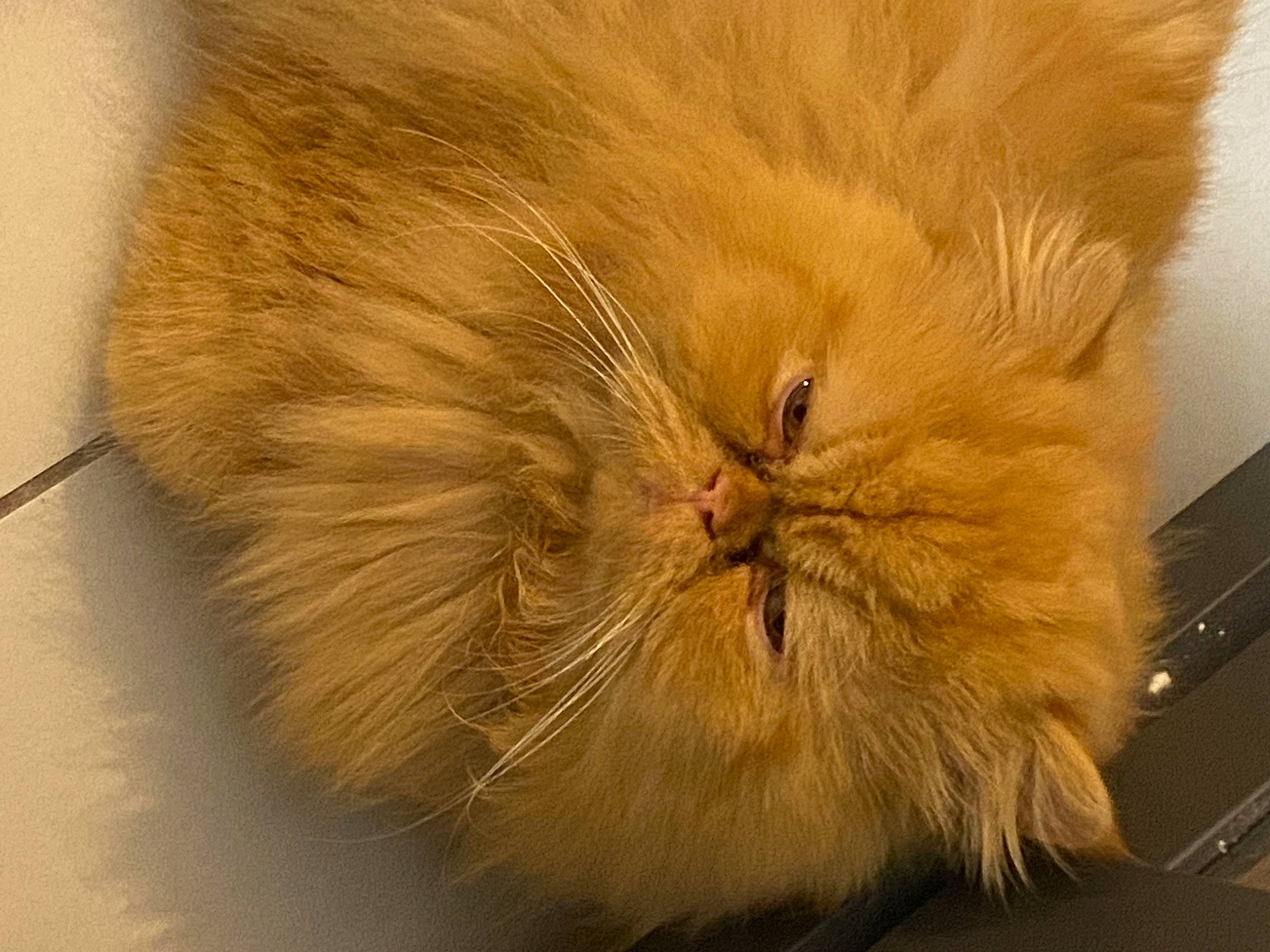 Citrouille participe au concours pour gagner de l'argent avec cette photo : carnivore, cat, claw, companion_dog, eye, fawn, felidae, flooring, fur, liver, paw, peach, small_to_medium_sized_cats, snout, tail, terrestrial_animal, whiskers, wood