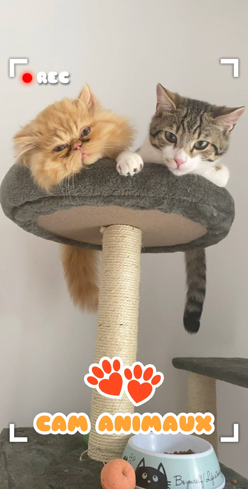 Citrouille a rejoint le concours — aidez-le/la à gagner de superbes lots ! asian, carnivore, cat, cat_supply, domestic_short_haired_cat, european_shorthair, fawn, felidae, kitten, photo_caption, pixie_bob, polydactyl_cat, siberian, small_to_medium_sized_cats, tail, whiskers