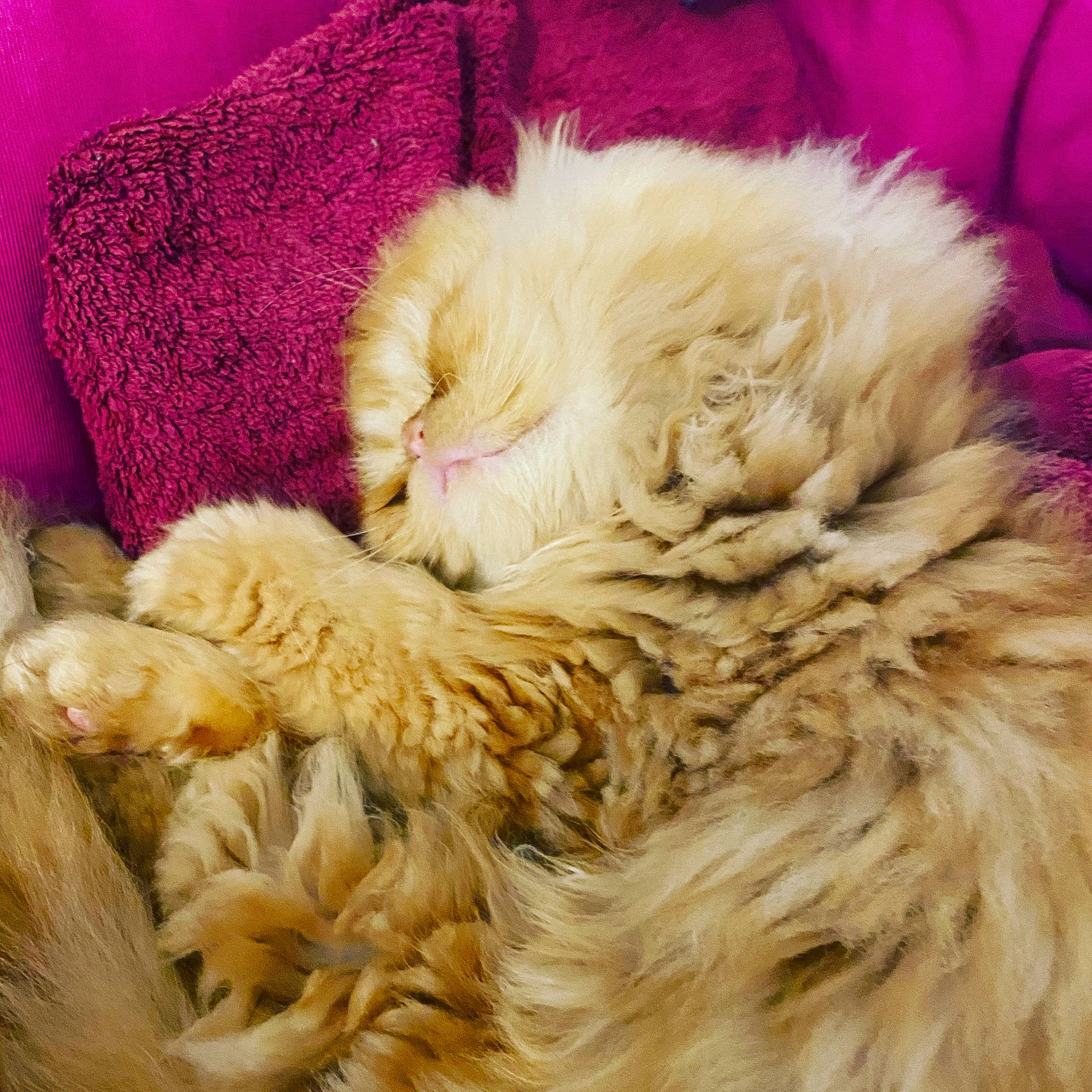 Citrouille a rejoint le concours — aidez-le/la à gagner de superbes lots ! british_longhair, british_semi_longhair, carnivore, cat, claw, domestic_long_haired_cat, ear, fawn, felidae, fur, maine_coon, nap, norwegian_forest_cat, persian, ragamuffin, selkirk_rex, sleep, small_to_medium_sized_cats, textile, whiskers