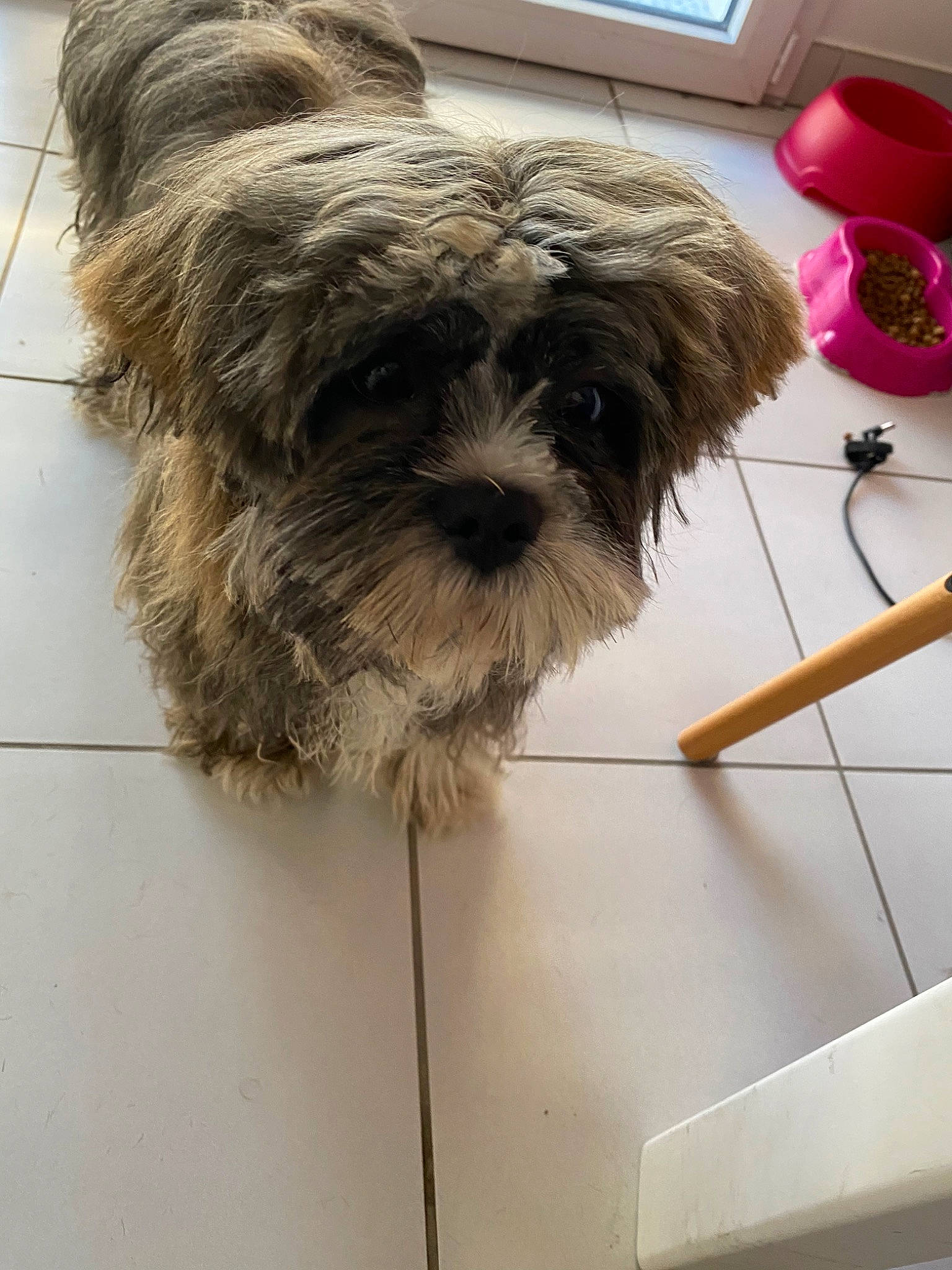 Pookie participe au concours pour gagner de l'argent avec cette photo : affenpinscher, bolonka, canidae, carnivore, dog, dog_breed, lhasa_apso, lowchen, mammal, morkie, non_sporting_group, poodle_crossbreed, puppy, rare_breed_dog, schnoodle, shih_poo, shih_tzu, snout, sporting_group, toy_dog