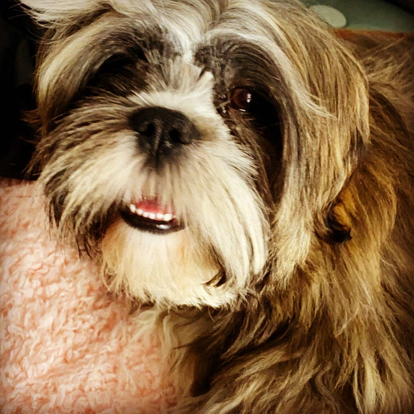 Pookie participe au concours pour gagner de l'argent avec cette photo : canidae, carnivore, chinese_imperial_dog, close_up, companion_dog, dog, dog_breed, fur, kyi_leo, lhasa_apso, liver, lowchen, mammal, non_sporting_group, petit_basset_griffon_vendeen, rare_breed_dog, shih_tzu, snout, toy_dog, vertebrate