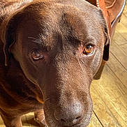 Laurel participe au concours pour gagner de l'argent avec cette photo : dog, labrador, chocolate_labrador, pet, animal, close_up, brown_fur, wooden_floor, indoor, sunlight, leather_chair, looking_up, canine, companion, domestic_animal, whiskers, snout, ears, flooring, furniture