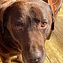 dog, labrador, chocolate_labrador, pet, animal, close_up, brown_fur, wooden_floor, indoor, sunlight, leather_chair, looking_up, canine, companion, domestic_animal, whiskers, snout, ears, flooring, furniture
