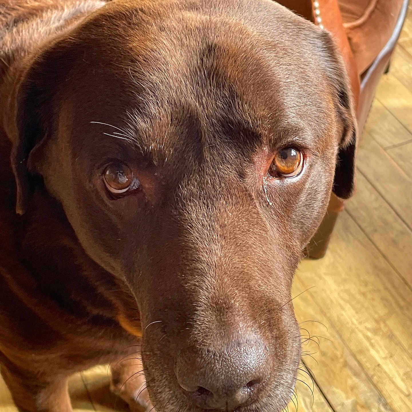 Laurel participe au concours pour gagner de l'argent avec cette photo : animal, brown_fur, canine, chocolate_labrador, close_up, companion, dog, domestic_animal, ears, flooring, furniture, indoor, labrador, leather_chair, looking_up, pet, snout, sunlight, whiskers, wooden_floor