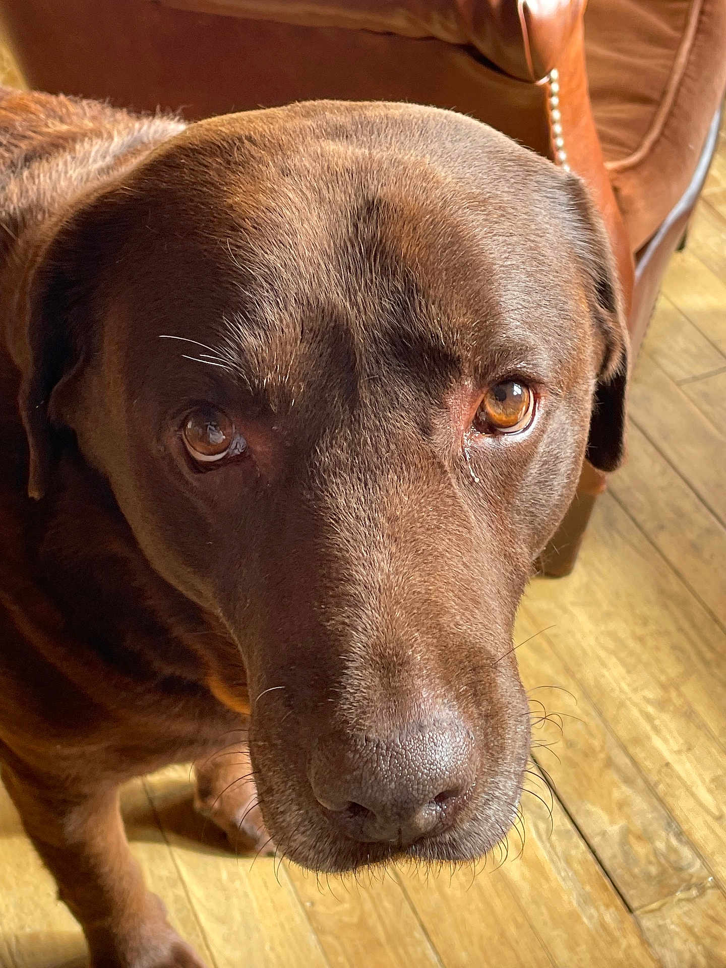Laurel participe au concours pour gagner de l'argent avec cette photo : dog, labrador, chocolate_labrador, pet, animal, close_up, brown_fur, wooden_floor, indoor, sunlight, leather_chair, looking_up, canine, companion, domestic_animal, whiskers, snout, ears, flooring, furniture