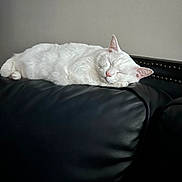 Celia joined the competition — help win amazing prizes! cat, white_cat, sleeping, napping, feline, pet, indoor, black_leather_couch, couch, furniture, relaxation, domestic_animal, cozy, resting, whiskers, ears, fur, quiet, calm, home