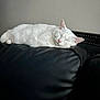 cat, white_cat, sleeping, napping, feline, pet, indoor, black_leather_couch, couch, furniture, relaxation, domestic_animal, cozy, resting, whiskers, ears, fur, quiet, calm, home