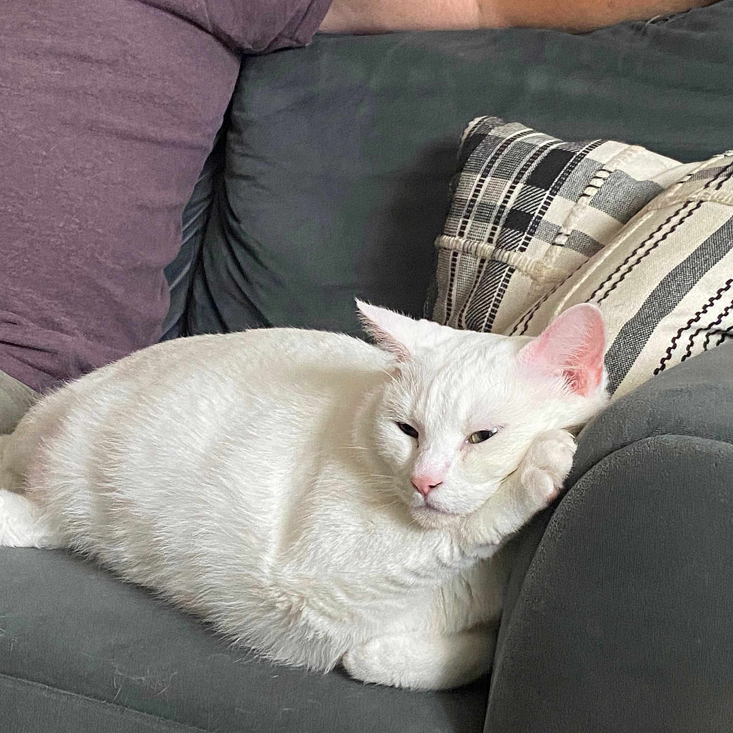 Celia joined the competition — help win amazing prizes! animal, cat, closeup, couch, cozy, domestic_cat, fur, furniture, home_interior, indoor, person_partial, pet, pillow, purple_shirt, relaxed, resting, sleepy, sofa, whiskers, white_cat