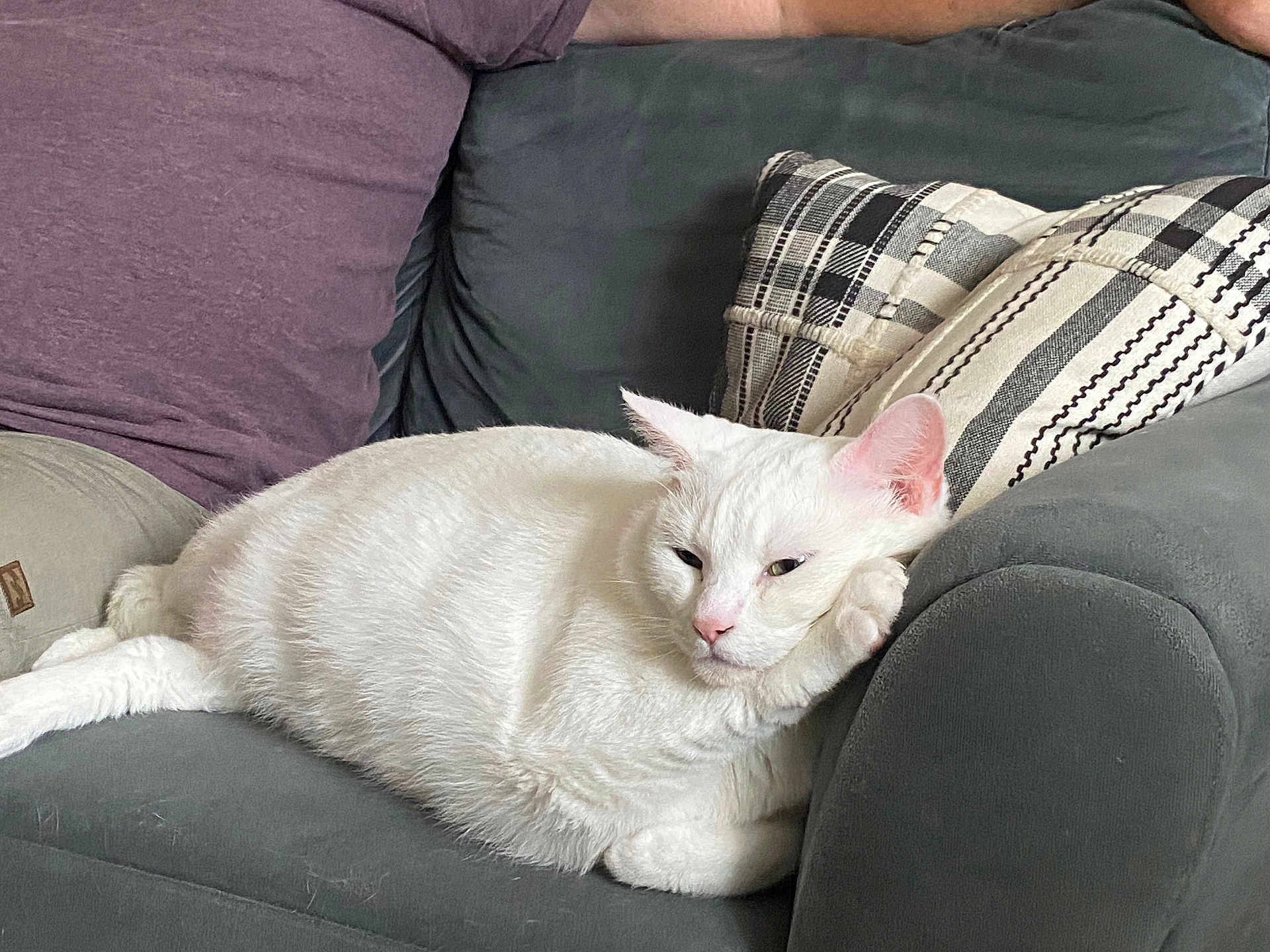 Celia joined the competition — help win amazing prizes! white_cat, cat, pet, animal, relaxed, sleepy, couch, sofa, pillow, home_interior, furniture, indoor, cozy, resting, person_partial, purple_shirt, closeup, domestic_cat, fur, whiskers