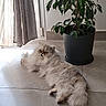 cat, cozy, curtain, flower_pot, fluffy_fur, indoor, leaves, living_room, long_hair, looking_up, persian_cat, pet, plant, potted_plant, resting, shadow, sunlight, tile, tile_floor, window
