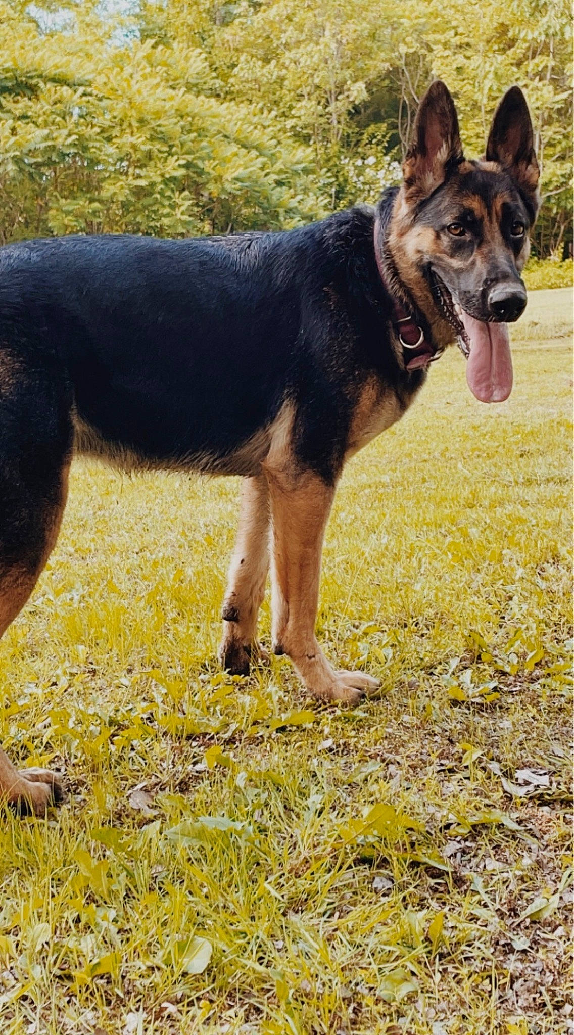 Nova is registered to the contest to win money with this photo: canidae, carnivore, collar, companion_dog, dog, dog_breed, dog_supply, east_european_shepherd, german_shepherd_dog, grass, guard_dog, herding_dog, plant, snout, sporting_group, terrestrial_animal, working_animal, working_dog