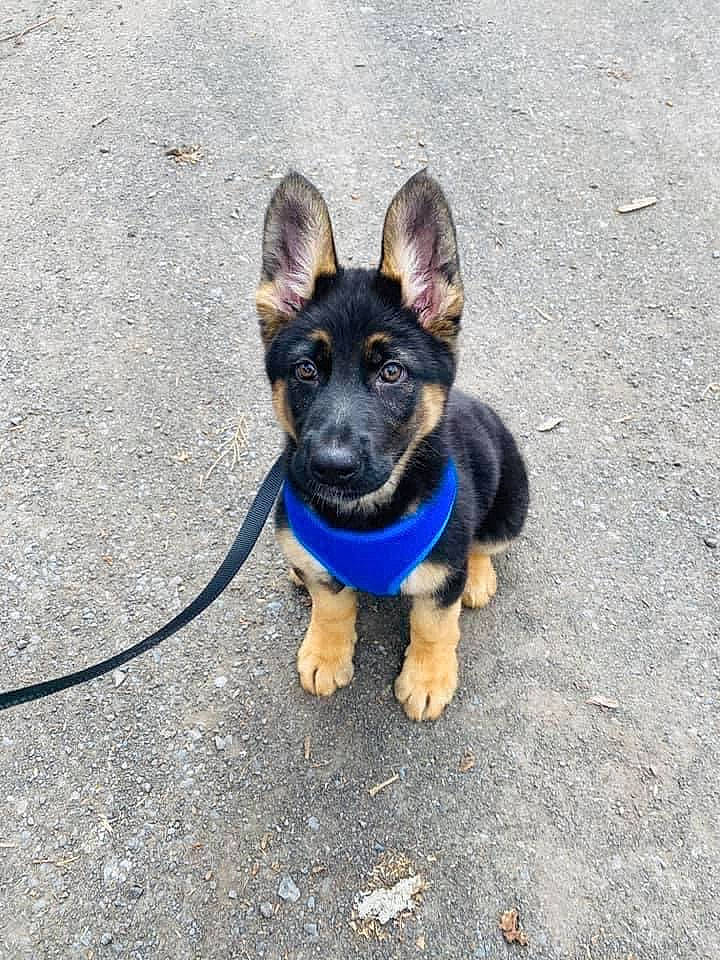 Nova joined the competition — help win amazing prizes! adventure, asphalt, carnivore, collar, companion_dog, dog, dog_breed, dog_clothes, dog_collar, dog_supply, electric_blue, fawn, leash, paw, pet_supply, road_surface, russkiy_toy, tail, toy_dog, working_animal