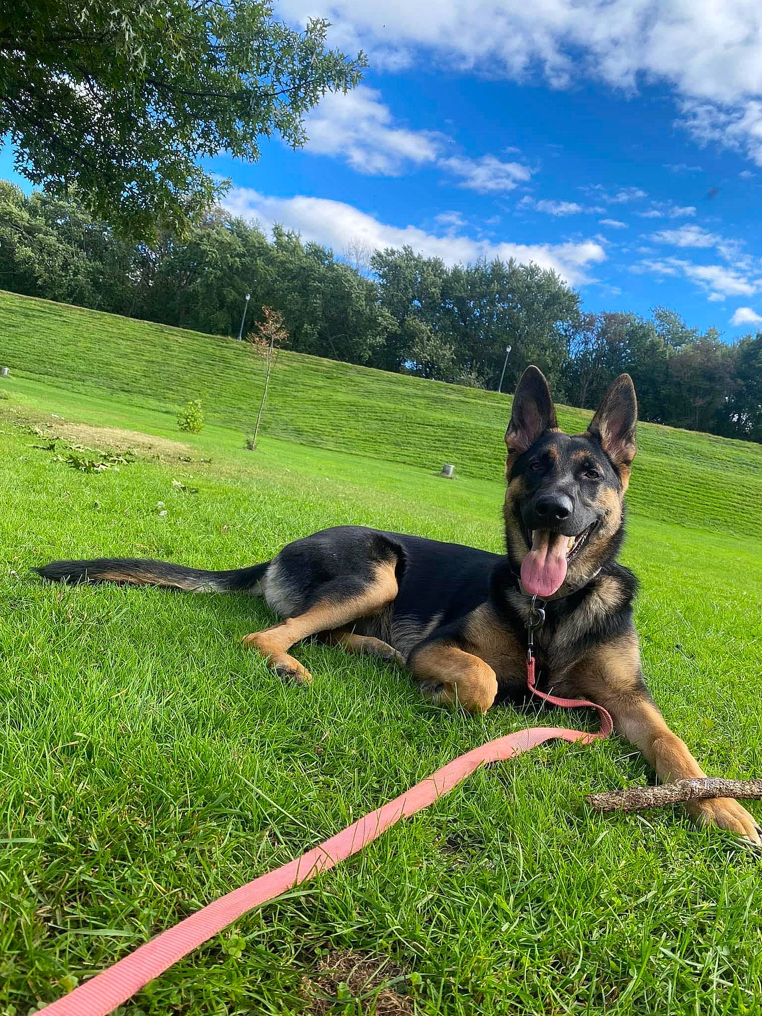 Nova joined the competition — help win amazing prizes! canidae, carnivore, cloud, companion_dog, dog, dog_breed, dog_supply, east_european_shepherd, german_shepherd_dog, grass, grassland, herding_dog, king_shepherd, leisure, old_german_shepherd_dog, plant, sky, sporting_group, tree, working_animal