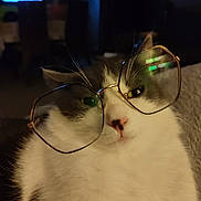 Batman a rejoint le concours — aidez-le/la à gagner de superbes lots ! cat, glasses, pet, animal, whiskers, white_fur, gray_fur, face, closeup, indoor, cozy, dim_light, nose, eyes, reflection, furniture, television, blurred_background, cute, domestic_animal