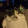 cat, glasses, pet, animal, whiskers, white_fur, gray_fur, face, closeup, indoor, cozy, dim_light, nose, eyes, reflection, furniture, television, blurred_background, cute, domestic_animal