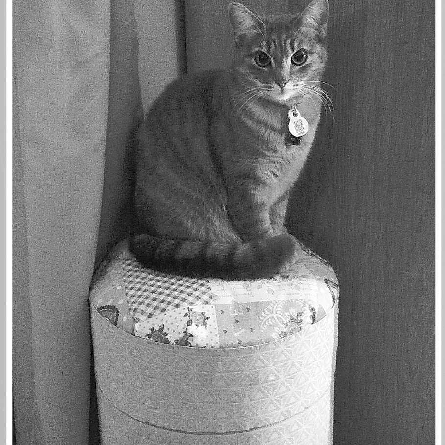 Gribouille a rejoint le concours — aidez-le/la à gagner de superbes lots ! cat, collar, curtain, cushion, ears, feline, floor, indoor, looking, monochrome, pet, portrait, sitting, stool, striped, tag, tail, texture, whiskers, wood