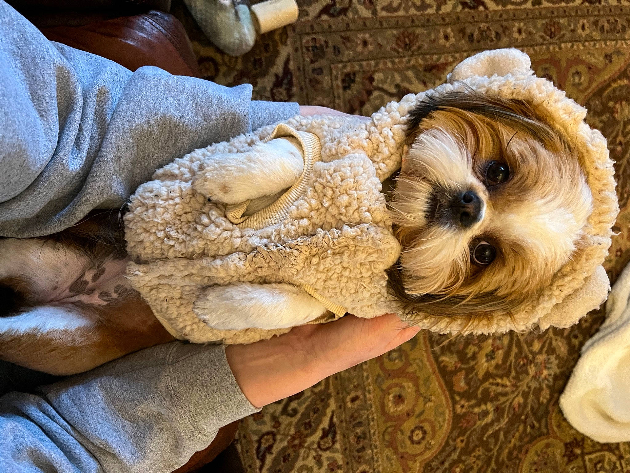 Dixie is registered to the contest to win money with this photo: carnivore, companion_dog, dog, dog_breed, eyewear, fashion_accessory, fawn, fur, glasses, hand, pattern, snout, sporting_group, sunglasses, toy, toy_dog, wood, wool, working_animal, wrist