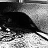 Alpha participe au concours pour gagner de l'argent avec cette photo : animal, black_and_white, carpet, cat, cozy, floor, hidden, hiding, home, indoor, partial_view, patterned_rug, paws, quiet, resting, rolled_carpet, rug, shadow, striped_cat, texture