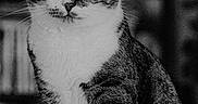 Alpha participe au concours pour gagner de l'argent avec cette photo : alert, animal, black_and_white, calm, cat, close_up, cute, domestic_cat, eyes, feline, fur, indoor, mammal, pet, portrait, sitting, soft_surface, striped, tabby, whiskers