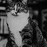 alert, animal, black_and_white, calm, cat, close_up, cute, domestic_cat, eyes, feline, fur, indoor, mammal, pet, portrait, sitting, soft_surface, striped, tabby, whiskers